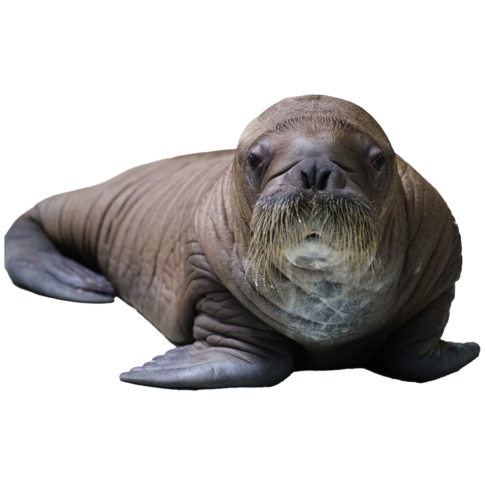 Walrus Transparent Picture