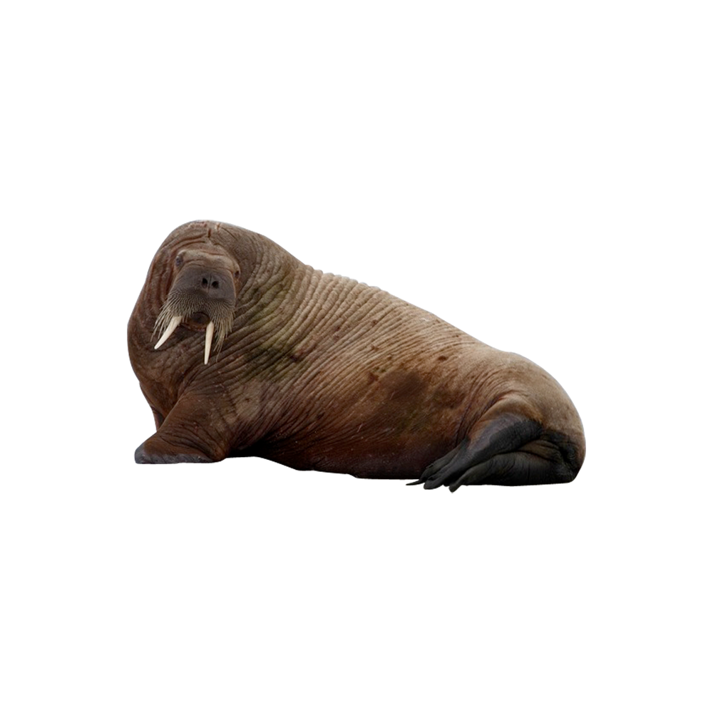 Walrus Transparent Clipart