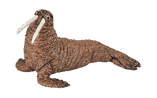 Walrus PNG