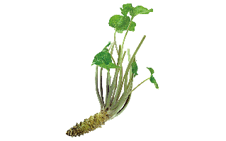 Wasabi PNG