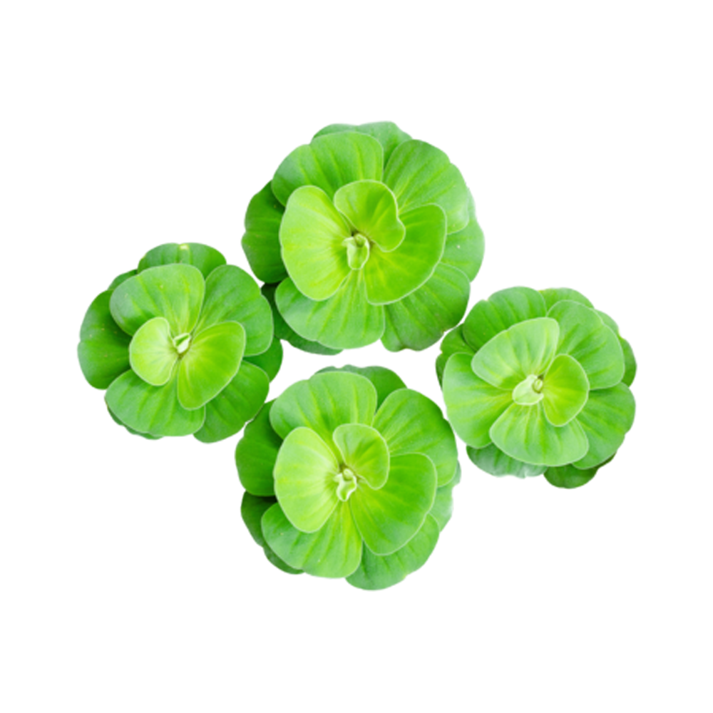 Water Lettuce  Transparent Gallery