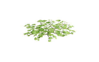 Water Lettuce PNG