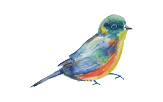 Watercolor Bird PNG