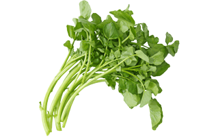 Watercress PNG