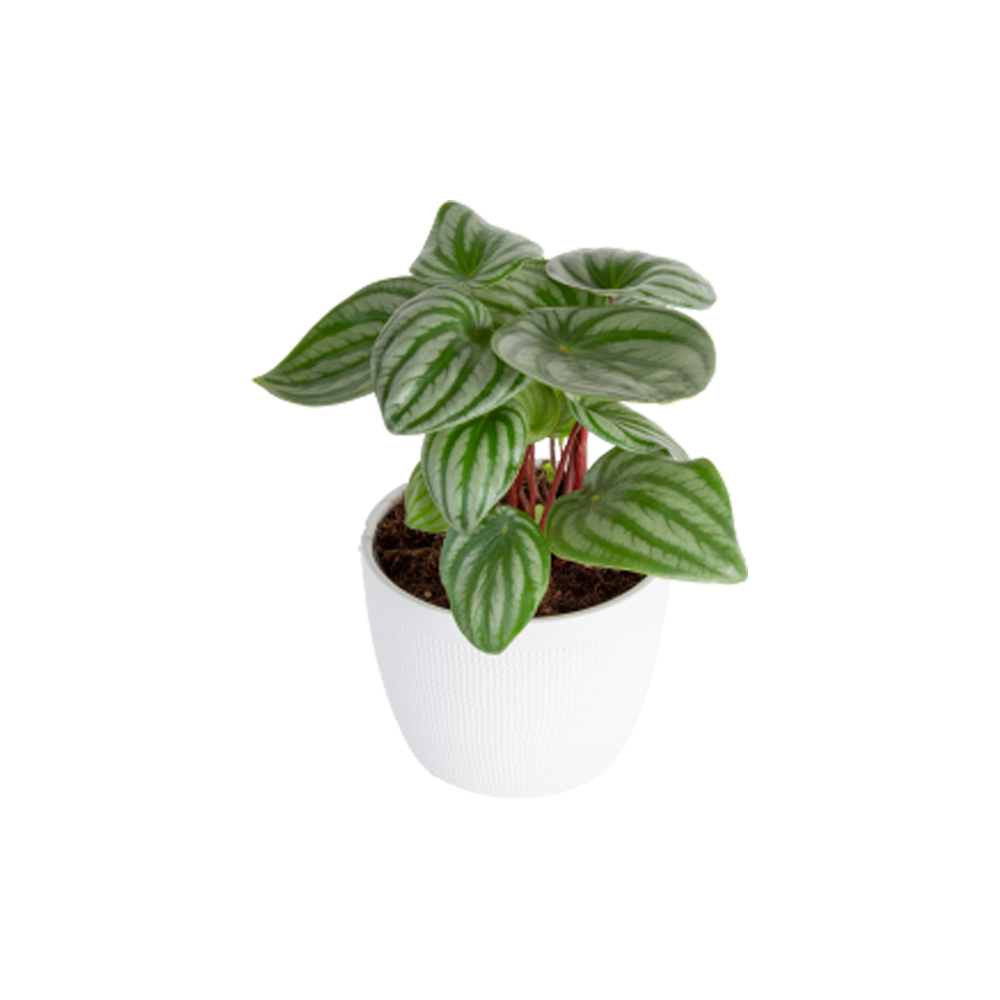 Watermelon Peperomia Transparent Picture