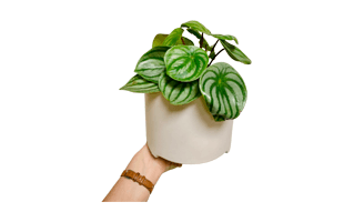 Watermelon Peperomia PNG