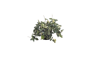 Wax Plant PNG