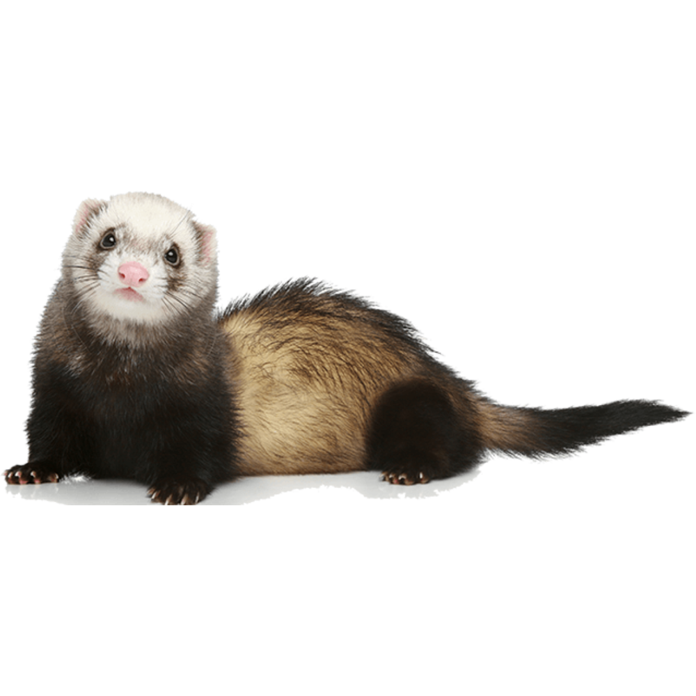 Weasel Transparent Picture