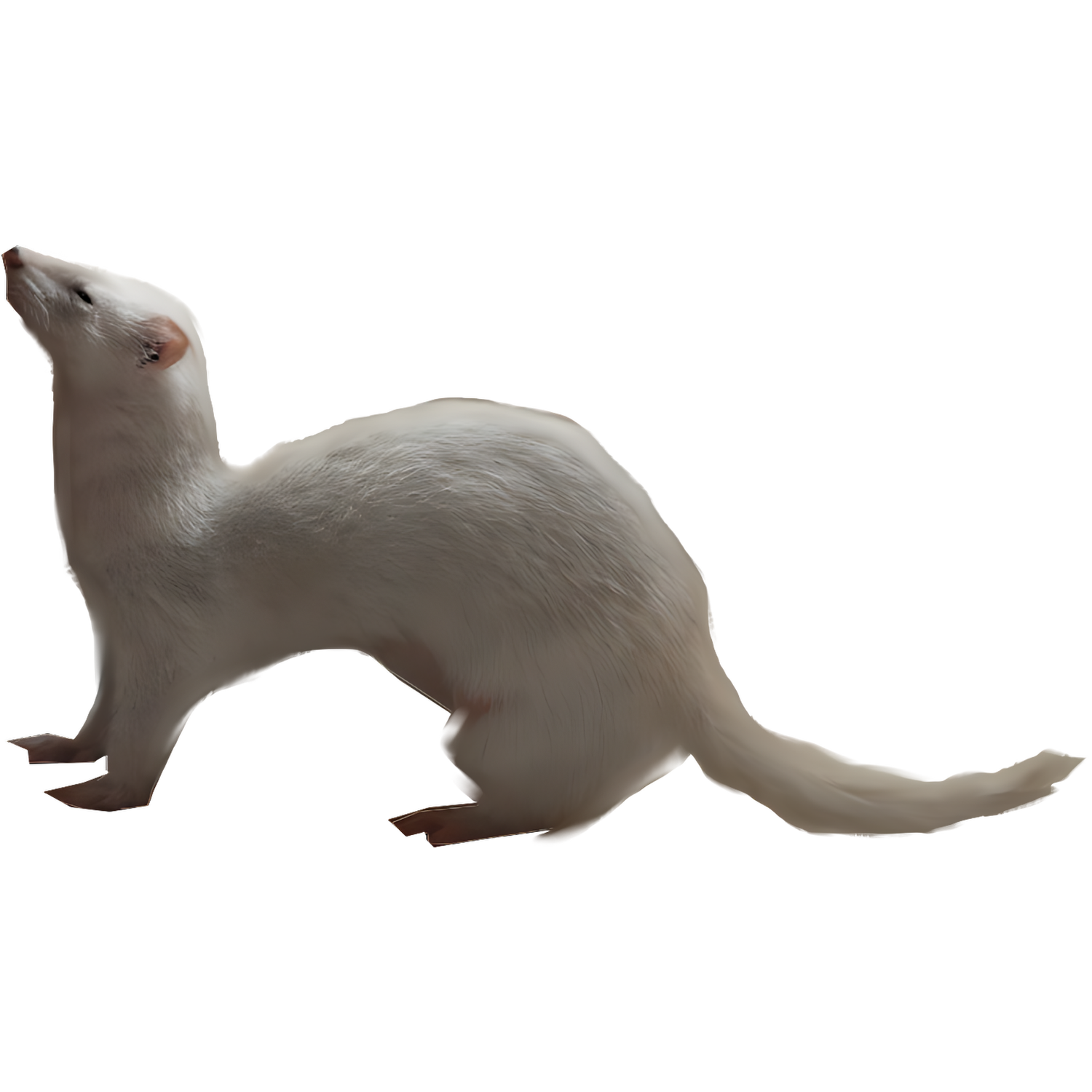 Weasel  Transparent Gallery