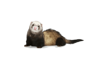 Weasel PNG