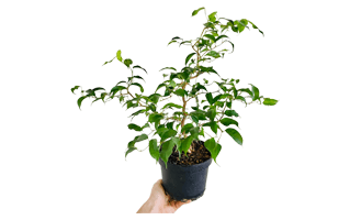 Weeping Plant PNG