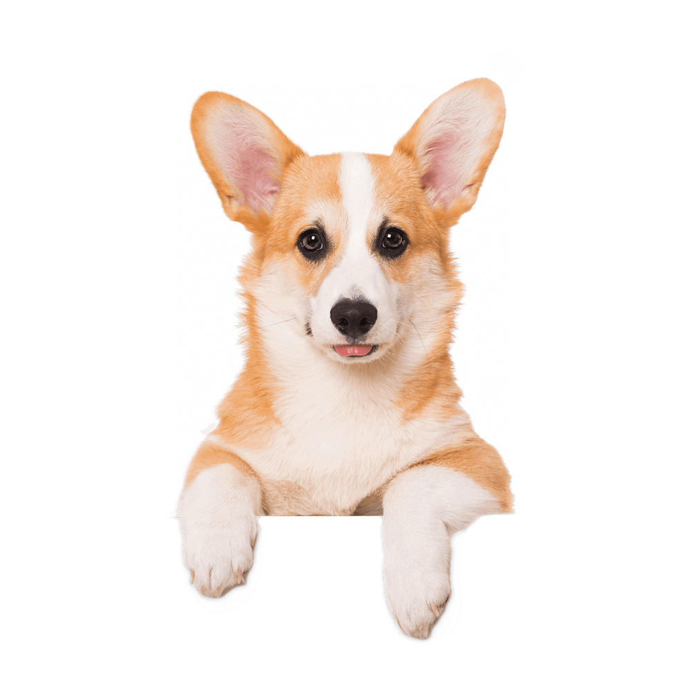Welsh Corgi Transparent Clipart