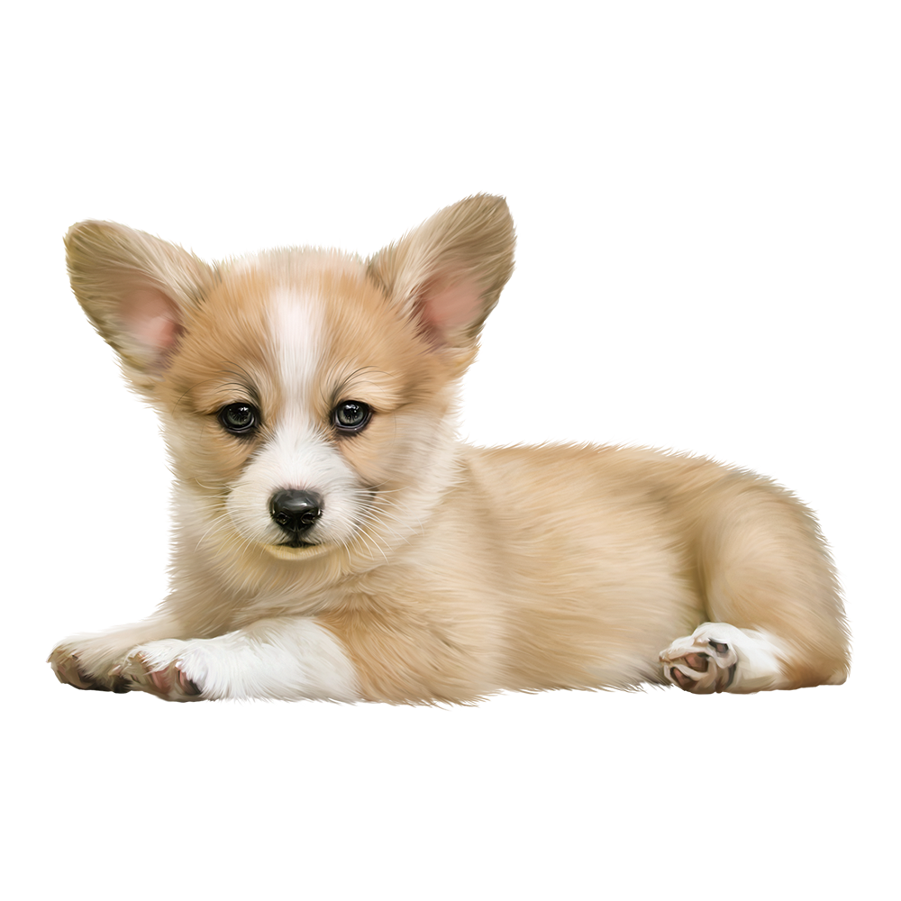 Welsh Corgi Transparent Gallery