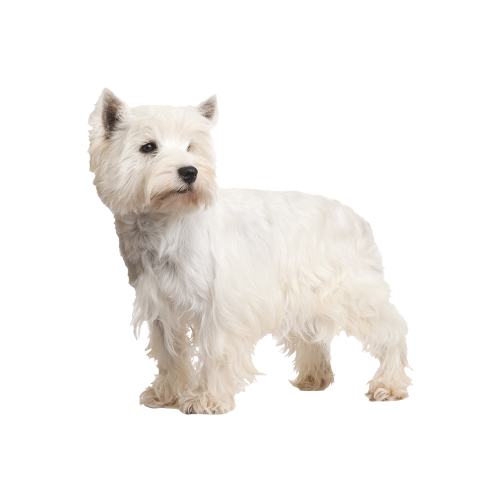West Highland White Terrier  Transparent Image