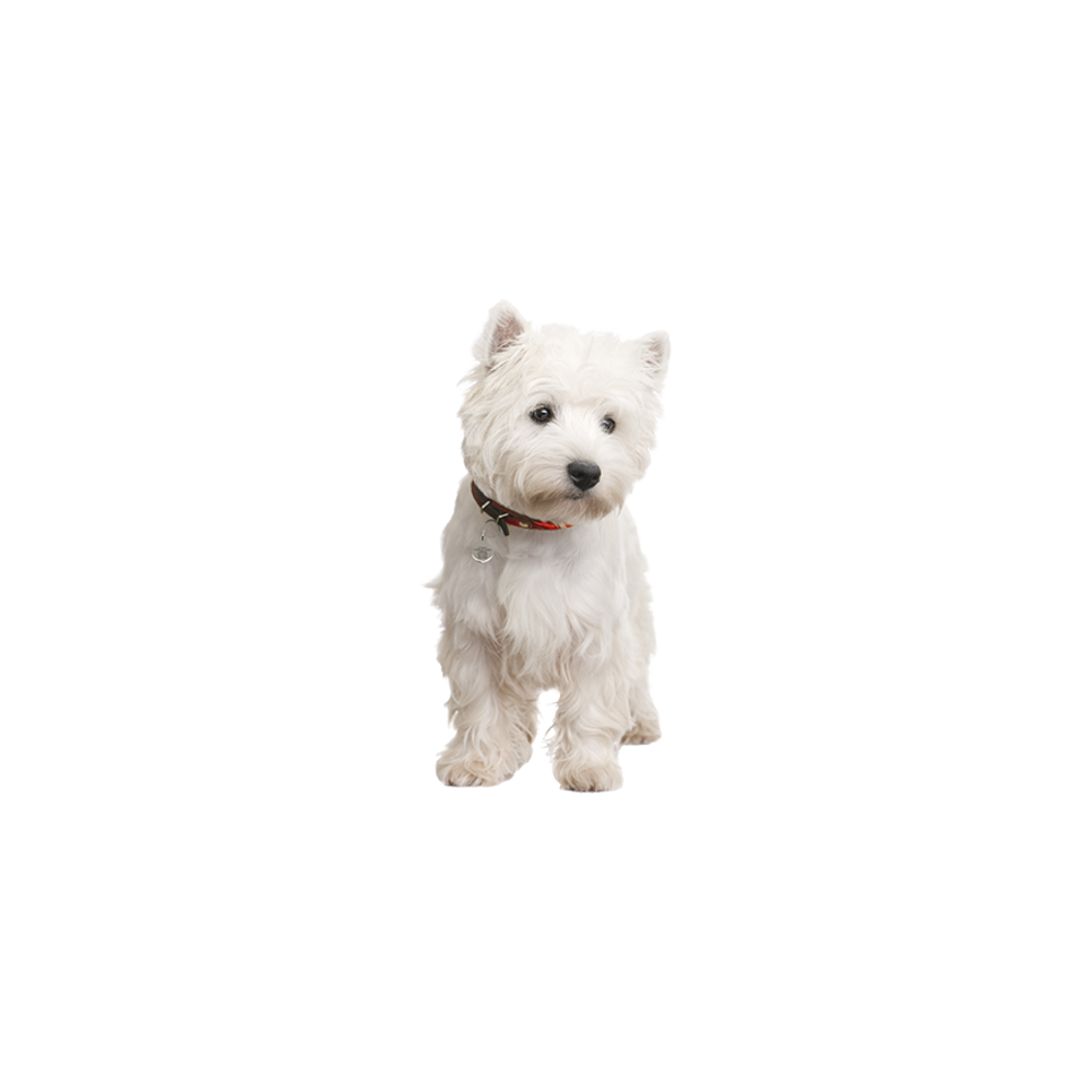 West Highland White Terrier  Transparent Photo