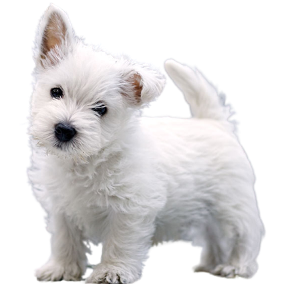 West Highland White Terrier Transparent Picture