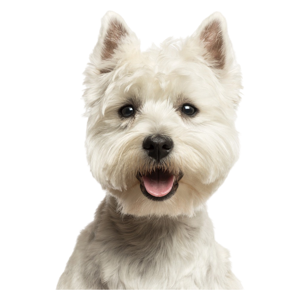 West Highland White Terrier  Transparent Gallery