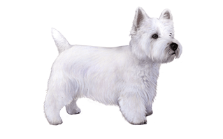 West Highland White Terrier PNG