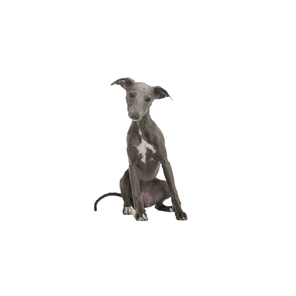 Whippet Dog  Transparent Image