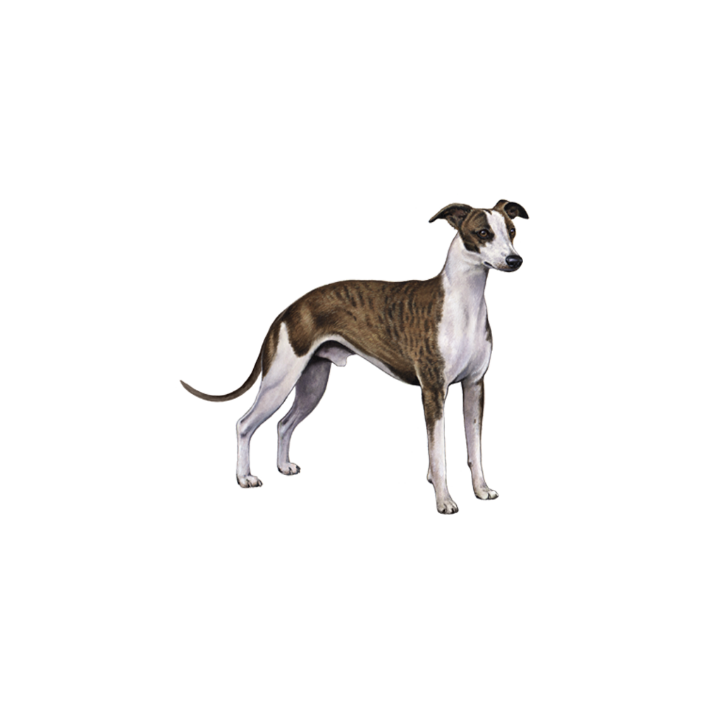 Whippet Dog  Transparent Clipart