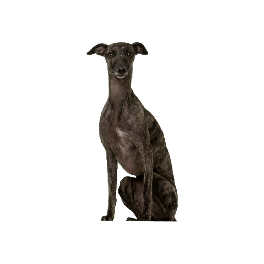 Whippet Dog  Transparent Gallery