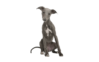 Whippet Dog PNG