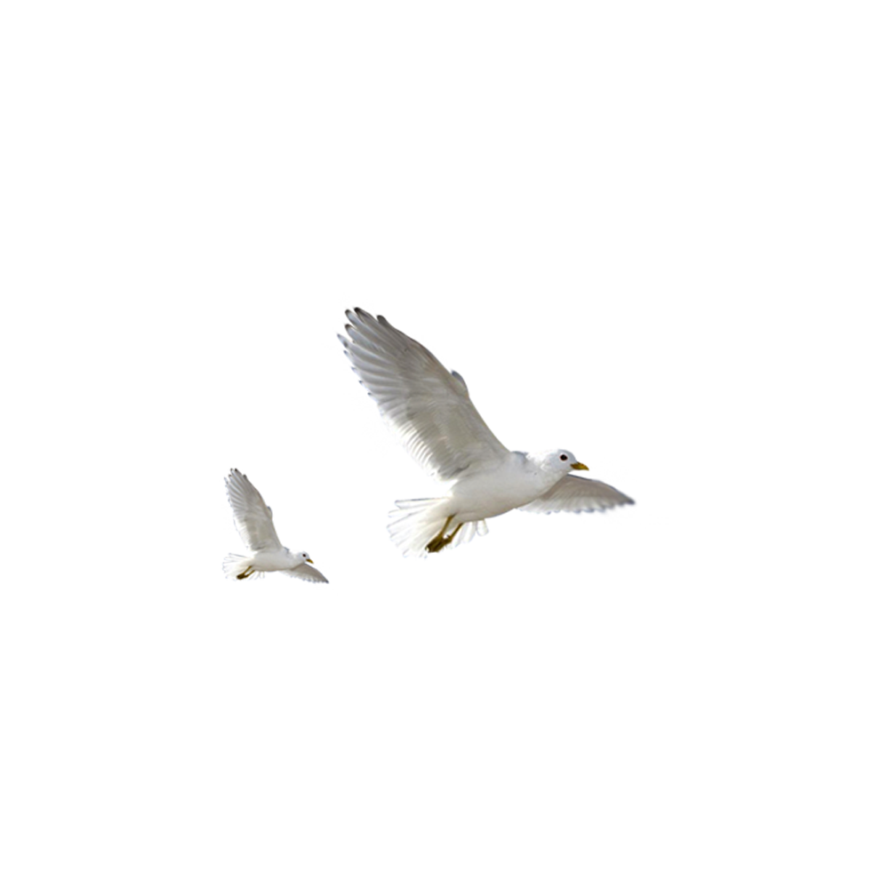 White Bird Transparent Picture