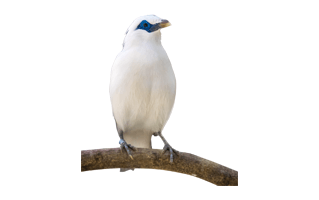 White Bird PNG