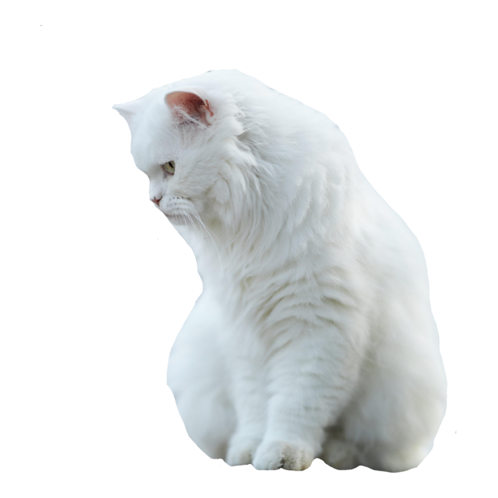 White Cat  Transparent Photo