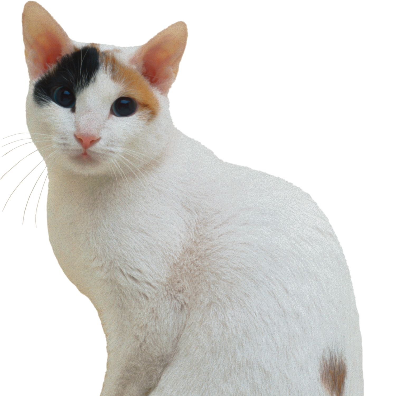 White Cat Transparent Picture