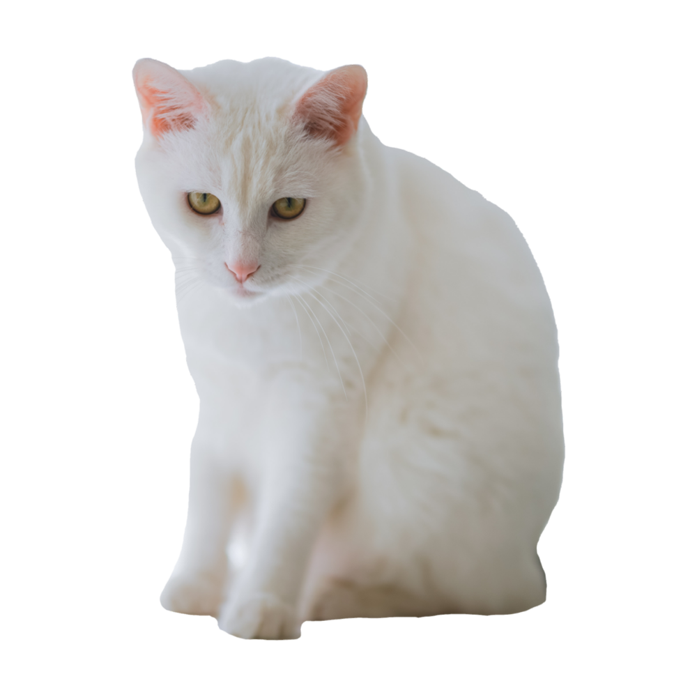 White Cat  Transparent Gallery
