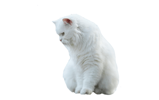 White Cat PNG