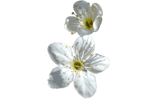 White Cherry Blossom PNG