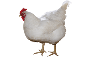 White Chicken PNG