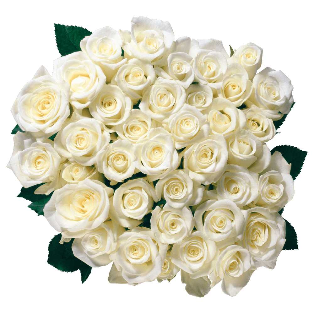 White Flower Bokeh Transparent Image