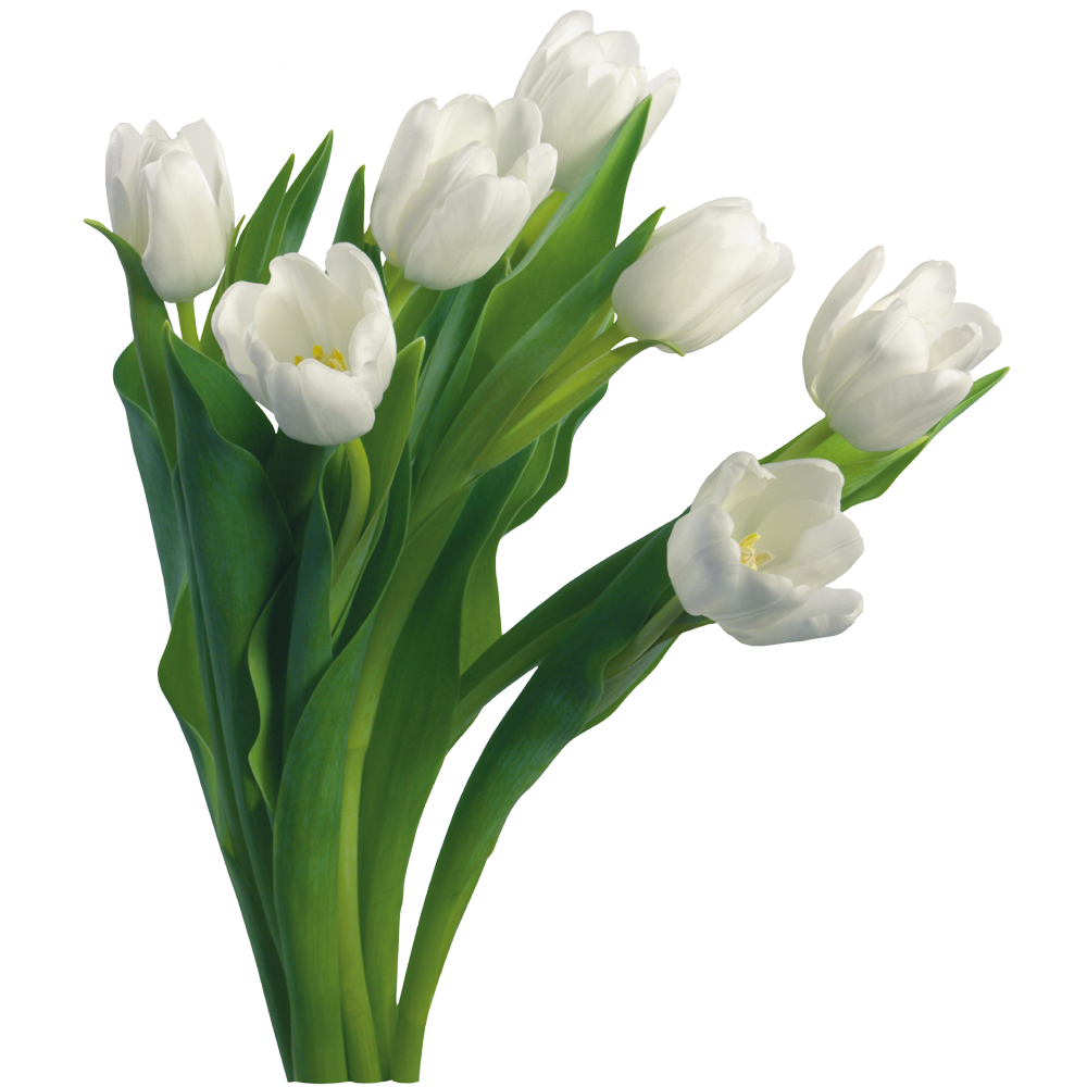 White Flower Bokeh Transparent Photo