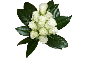 White Flower Bokeh PNG