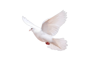White Flying Pigeon PNG