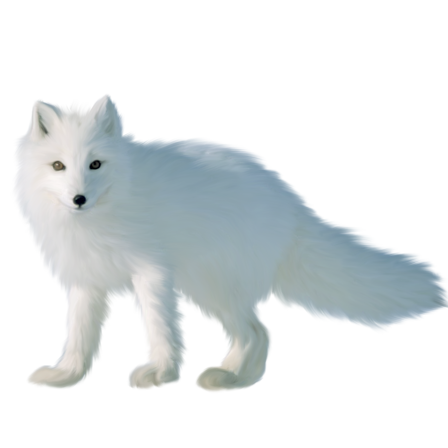 White Fox  Transparent Image