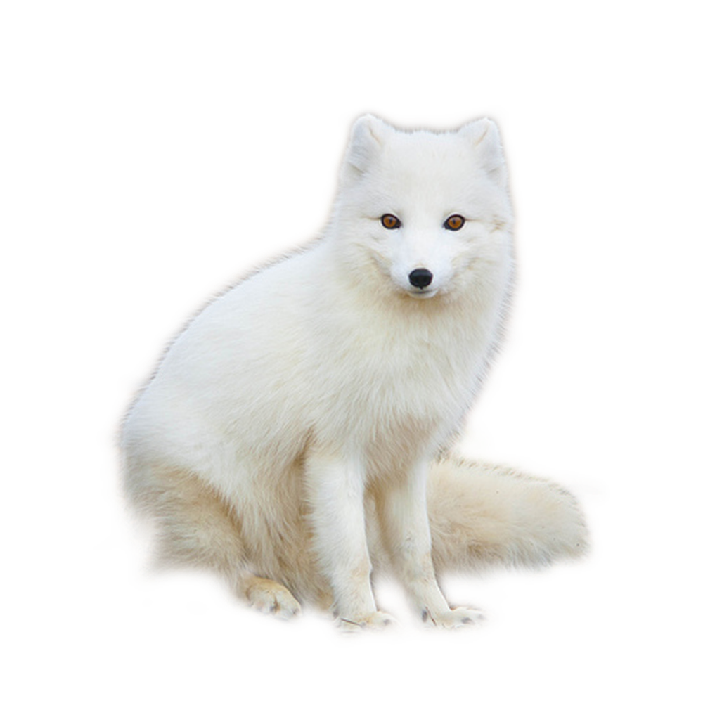 White Fox  Transparent Photo