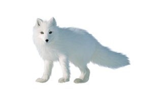 White Fox PNG