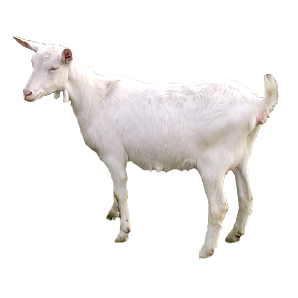 White Goat  Transparent Image