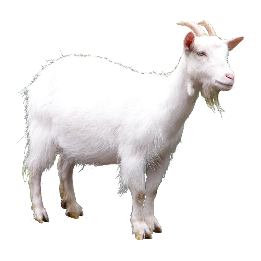 White Goat  Transparent Photo