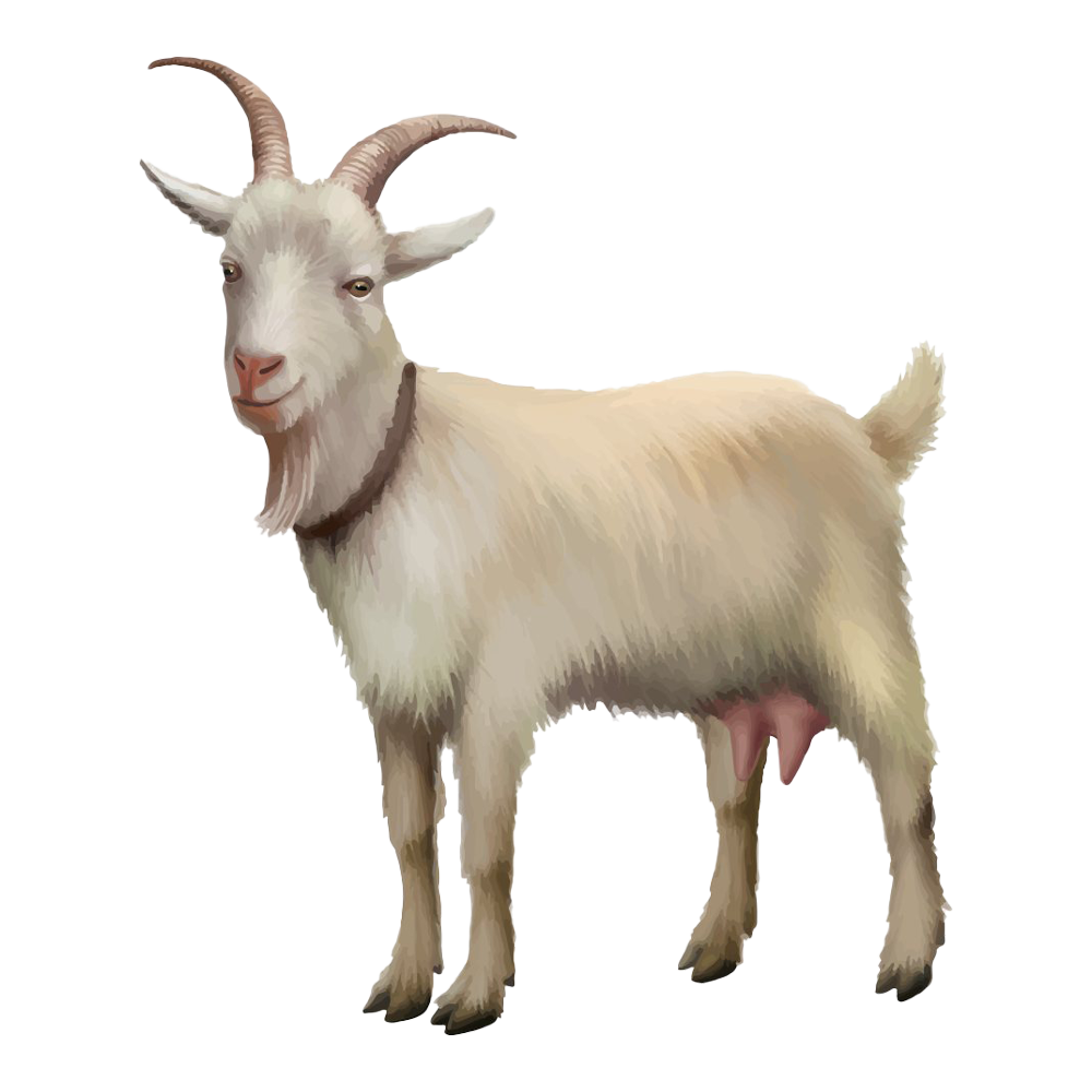 White Goat Transparent Picture