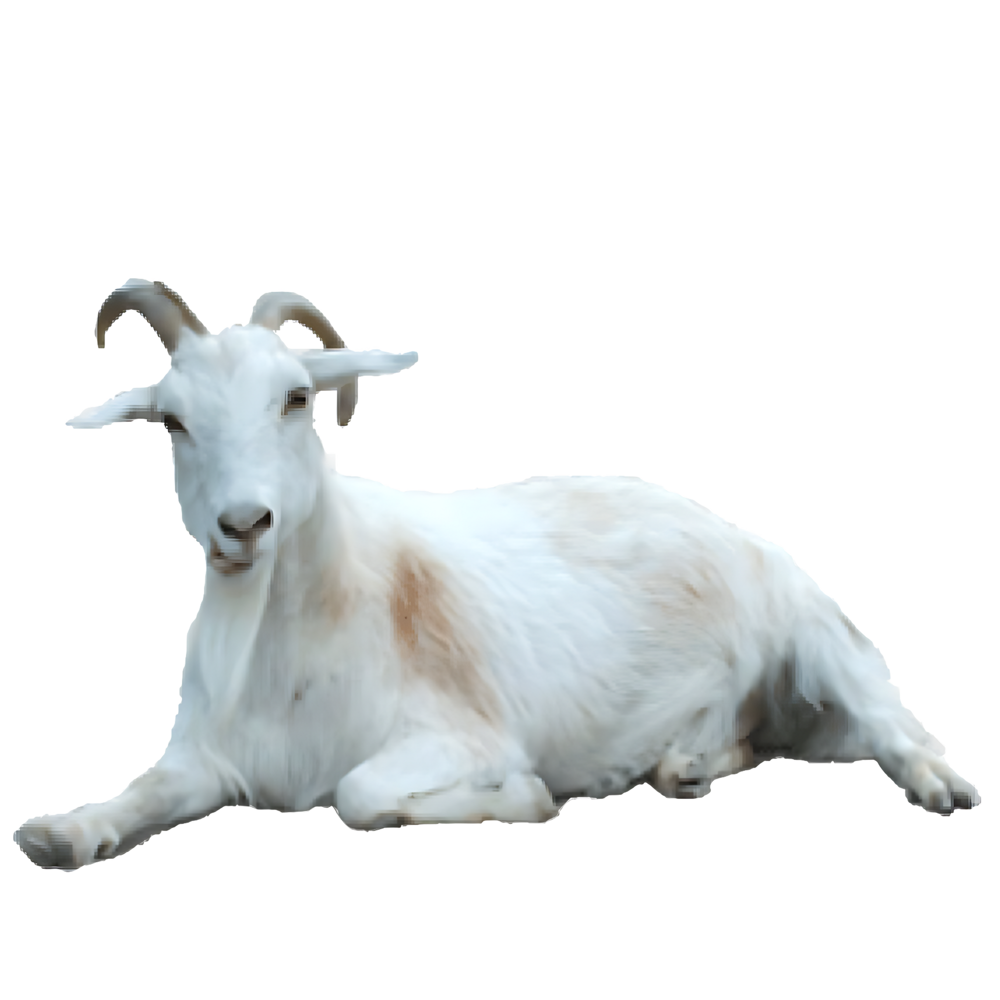 White Goat  Transparent Clipart