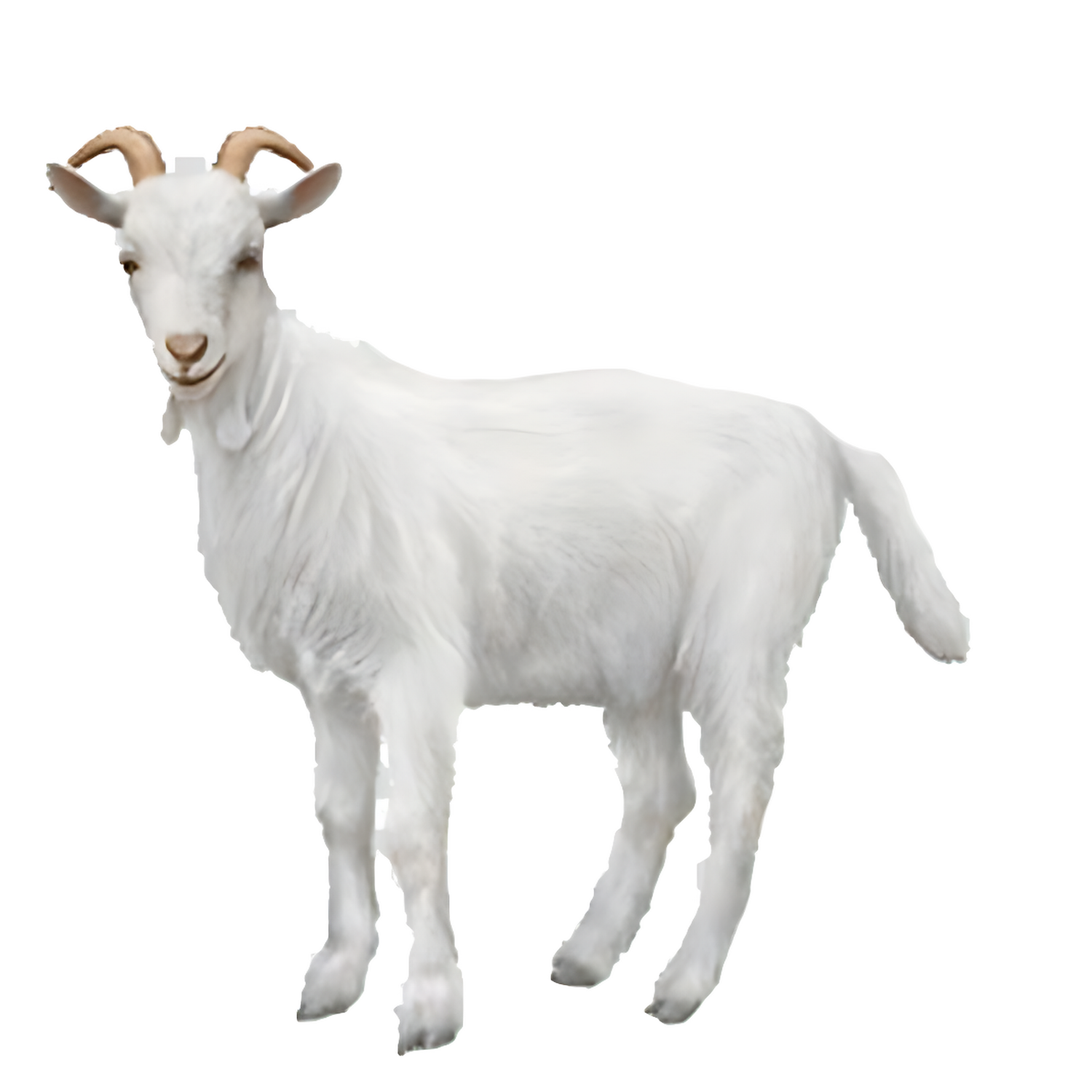 White Goat  Transparent Gallery