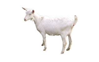 White Goat PNG