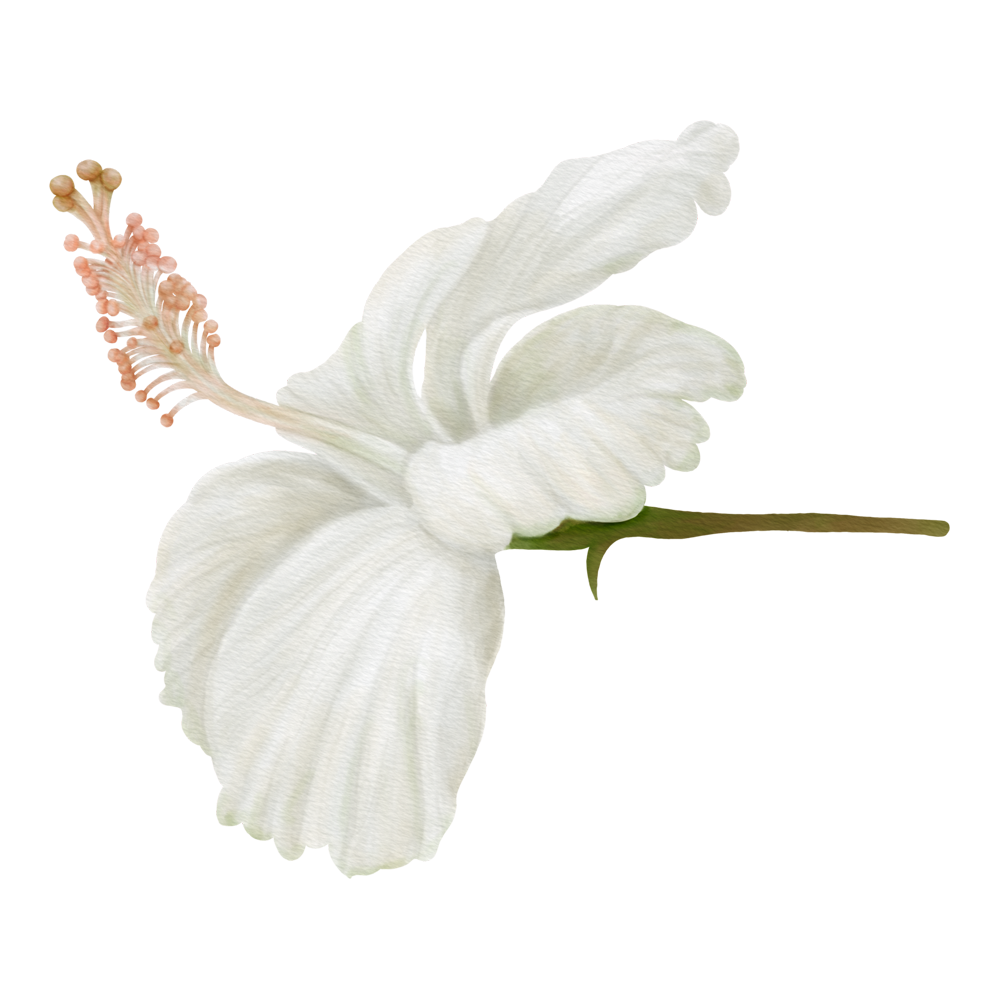 White Hibiscus  Transparent Image