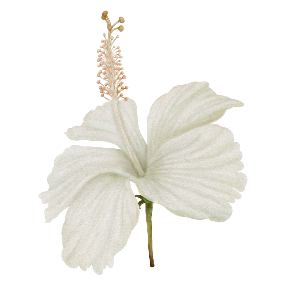 White Hibiscus  Transparent Photo