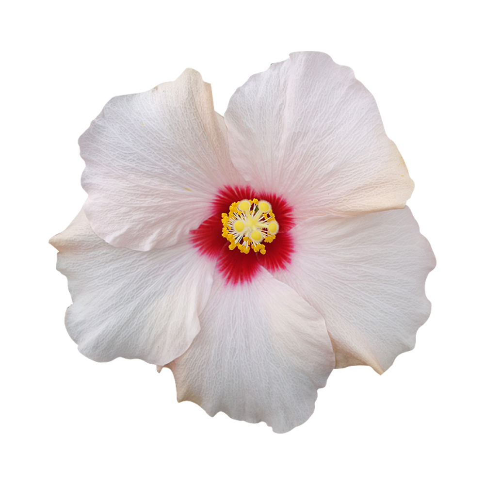 White Hibiscus Transparent Picture